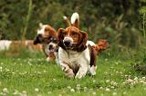 BASSET HOUND 105